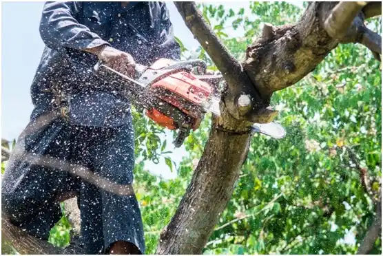 tree services Derry